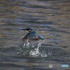 カワセミ　1月26日
