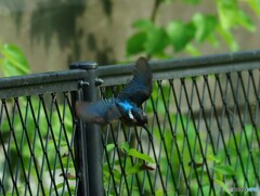 カワセミ