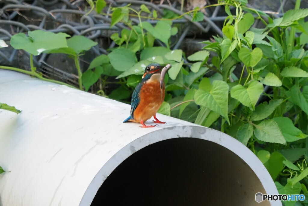 水路のカワセミ