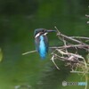 カワセミ