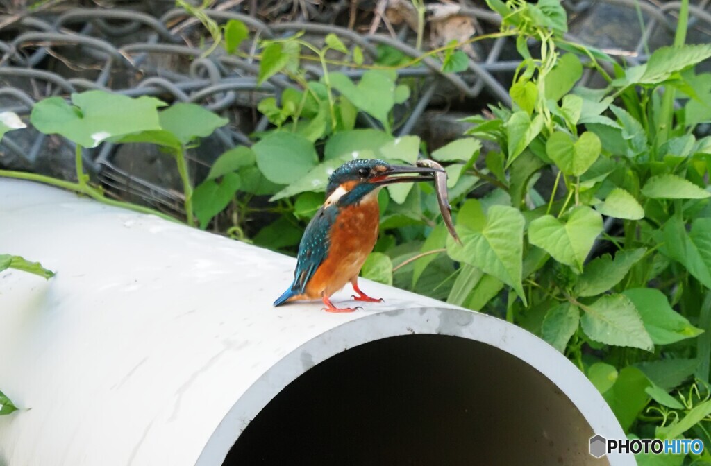 水路のカワセミ　2