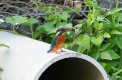 水路のカワセミ　2