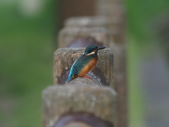 今日のカワセミ　ノートリ