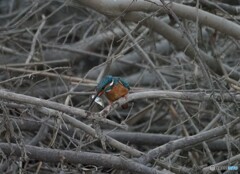 カワセミ
