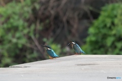 カワセミ　さいたま市