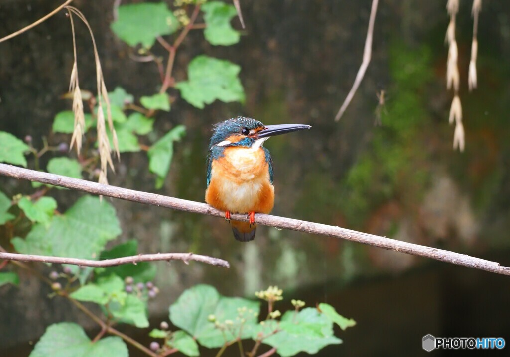 カワセミ by Northfield （ID：13581245） - 写真共有サイト:PHOTOHITO