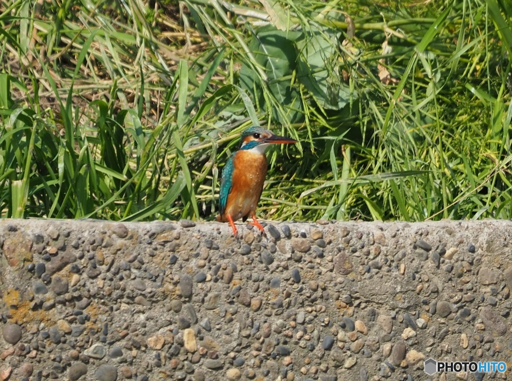カワセミ　さいたま市