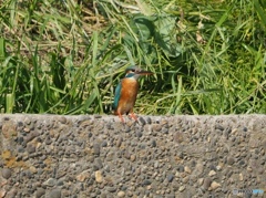 カワセミ　さいたま市