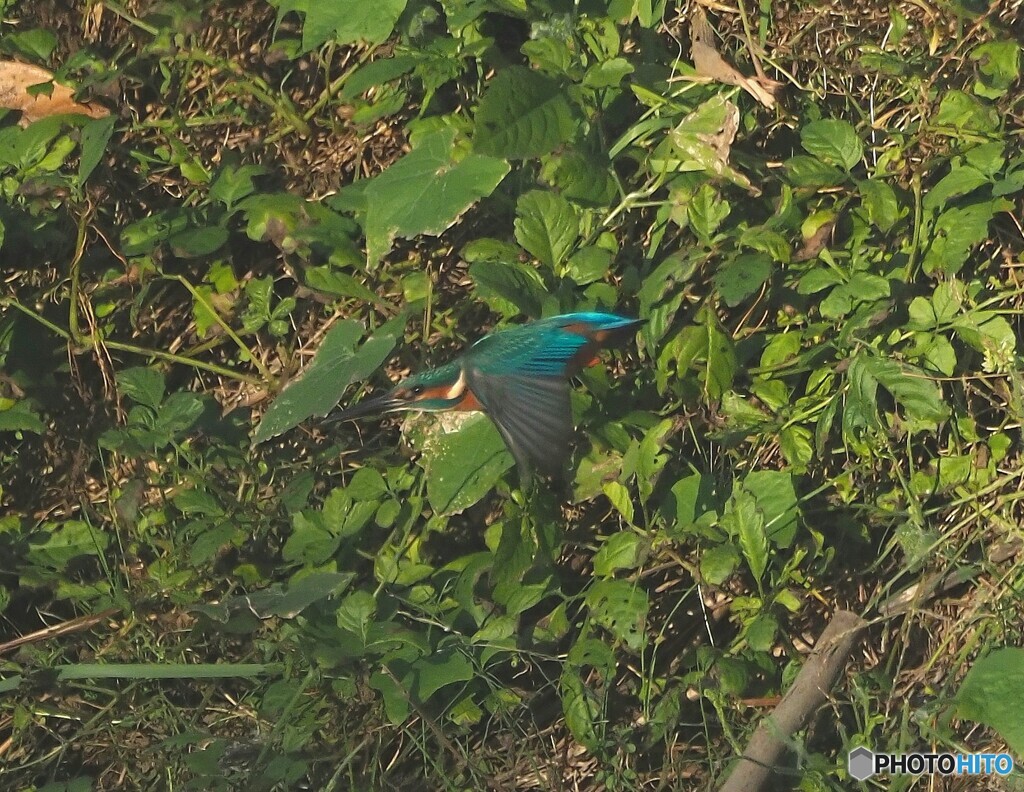 カワセミ