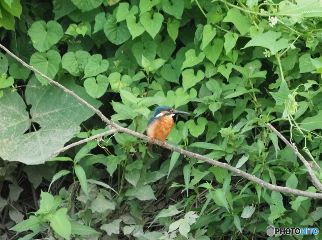 カワセミ　さいたま市