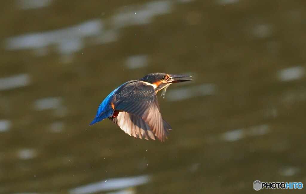 カワセミ by Northfield （ID：13582586） - 写真共有サイト:PHOTOHITO