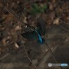カワセミ　１月２６日