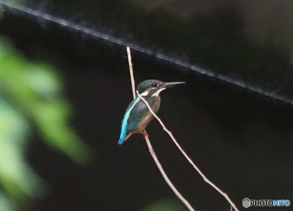 今日のカワセミ