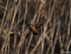カワセミ　１月２６日