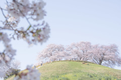 さきたま古墳群の桜４