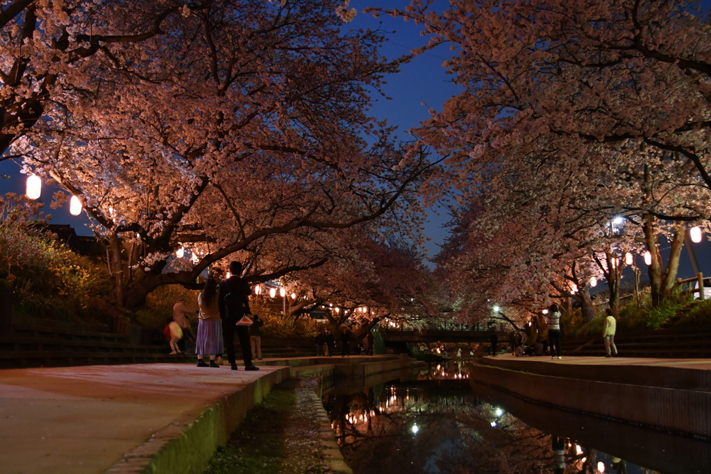 元荒川の桜３