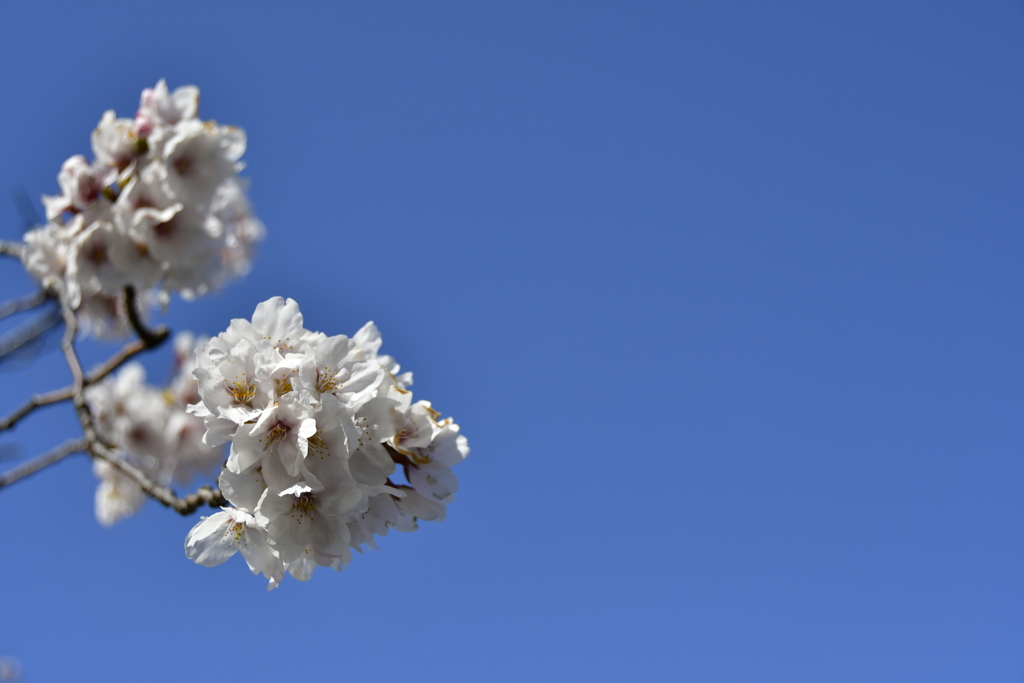 さきたま古墳群の桜２