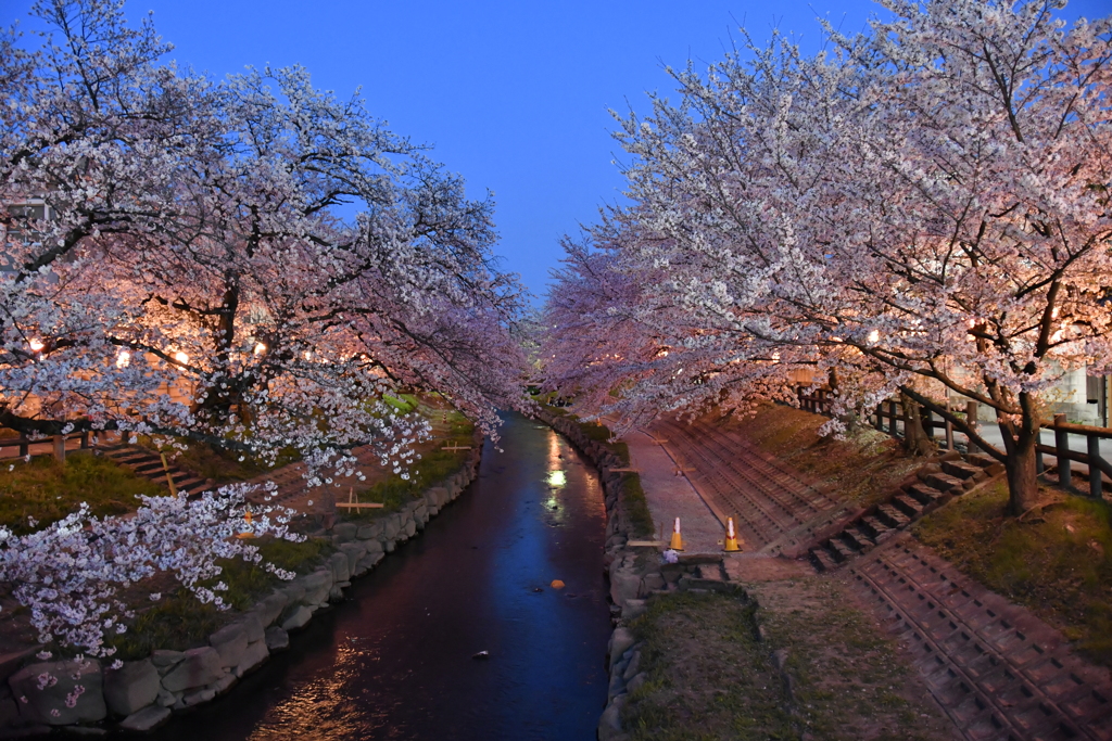 元荒川の桜１