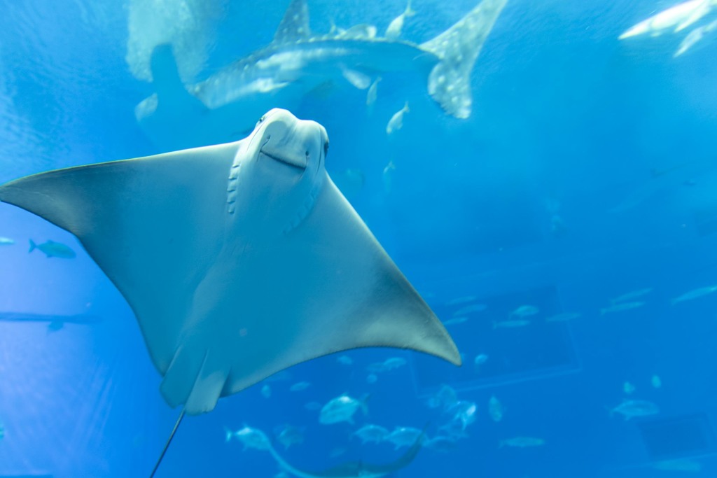 ようこそ！美ら海水族館へ！！