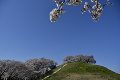 さきたま古墳群の桜１