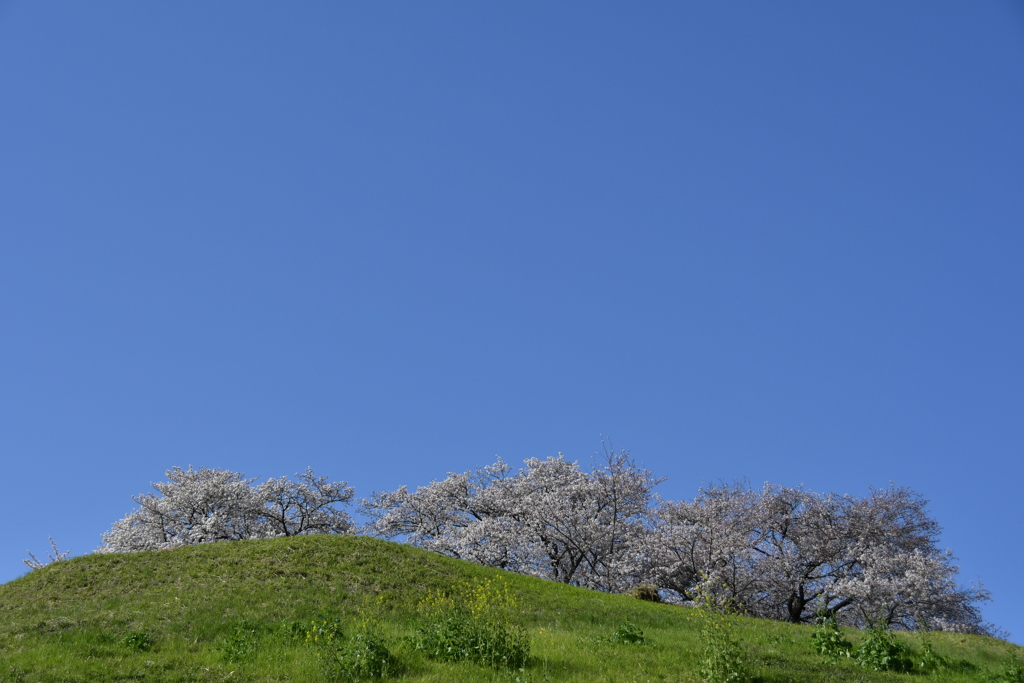 さきたま古墳群の桜３
