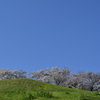 さきたま古墳群の桜３