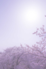 記憶の桜