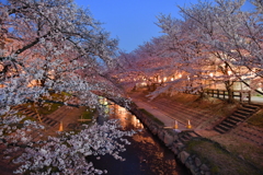 元荒川の桜２