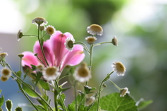 野の花