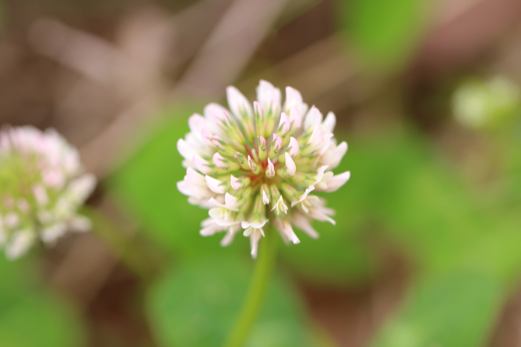 シロツメクサ