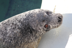 ゴマフアザラシ