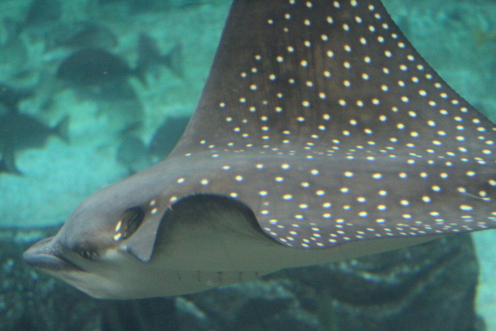 マダラトビエイ