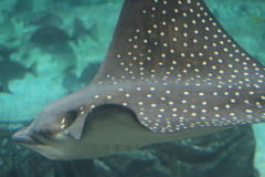 マダラトビエイ