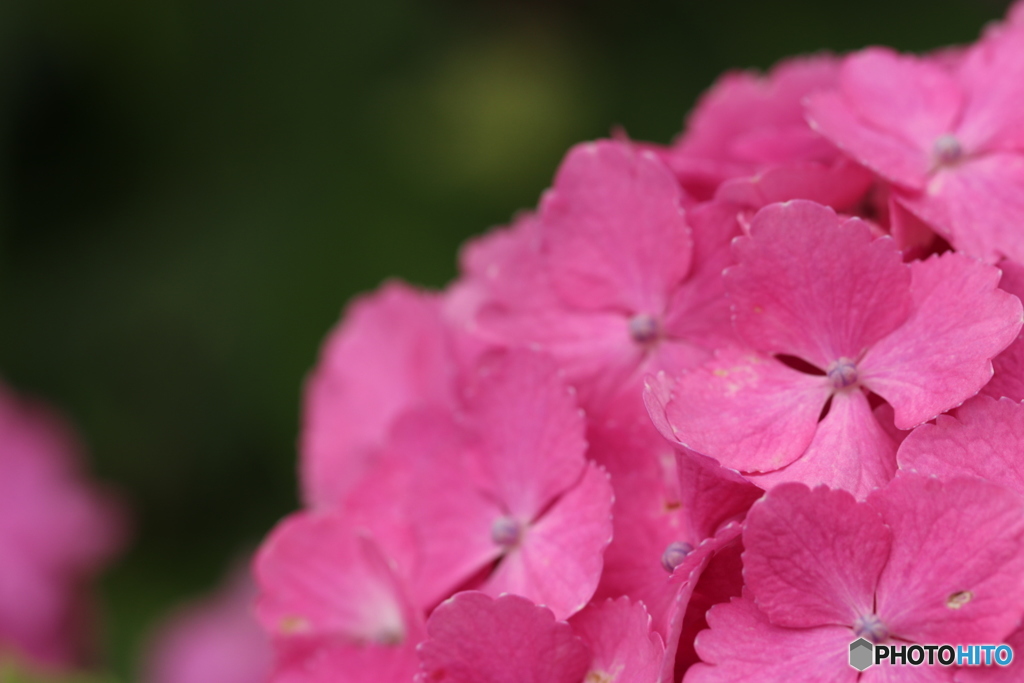 紫陽花