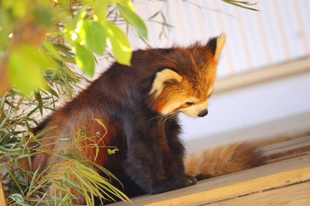 レッサーパンダ