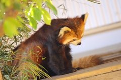 レッサーパンダ