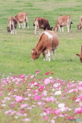 コスモス畑と牛
