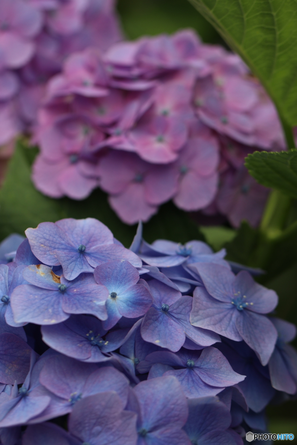 紫陽花