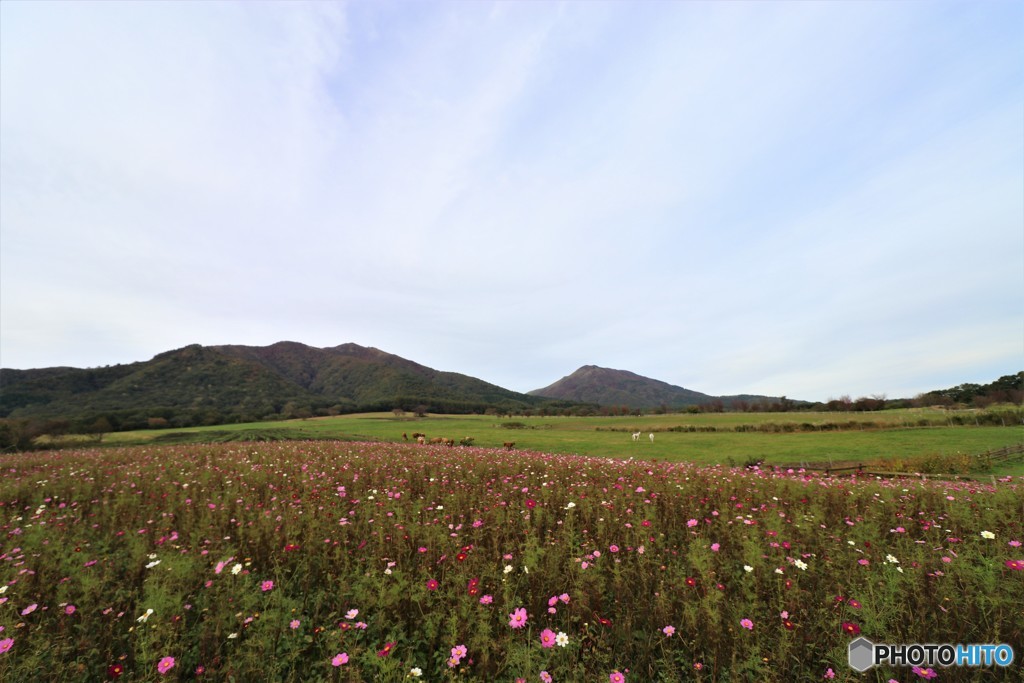 蒜山高原