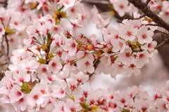 桜