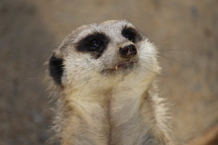 ミーアキャット