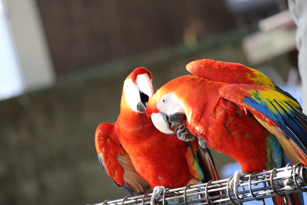 コンゴウインコ