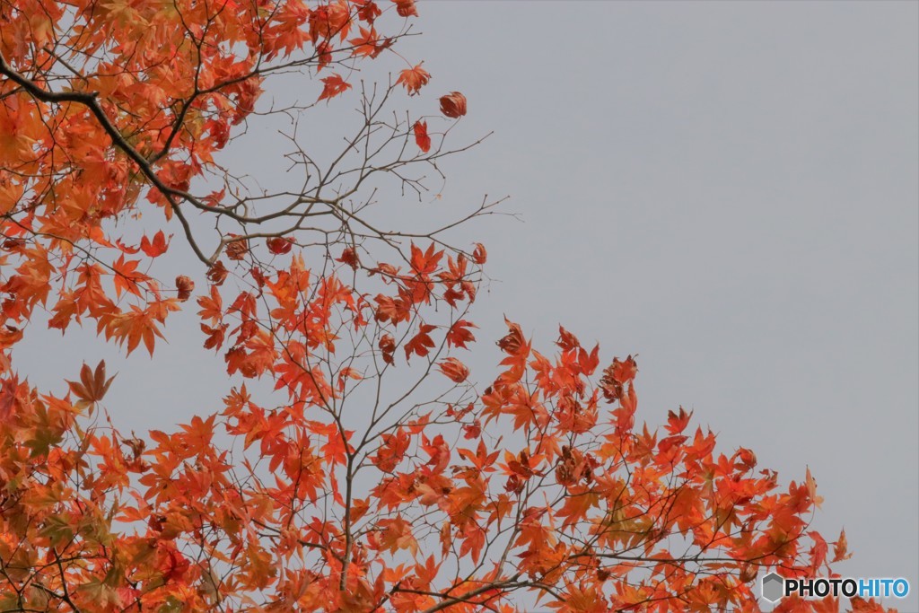 momiji