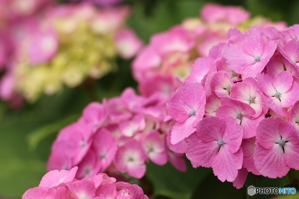 紫陽花