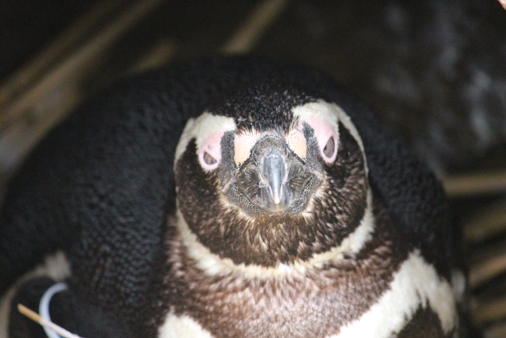マゼランペンギン