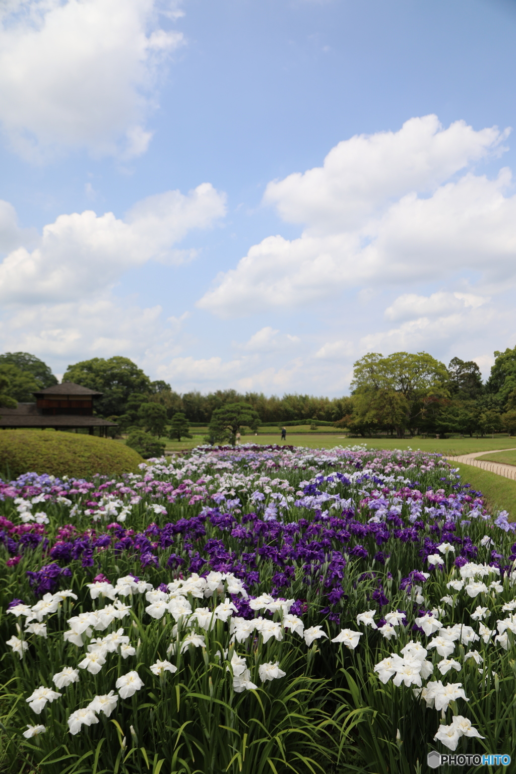 青空と花菖蒲