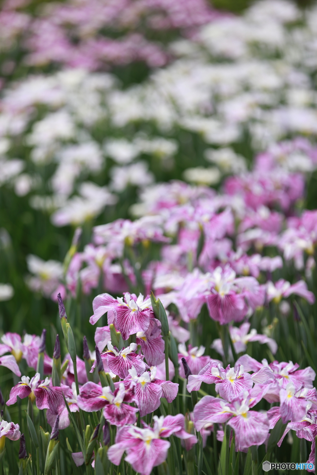 花菖蒲