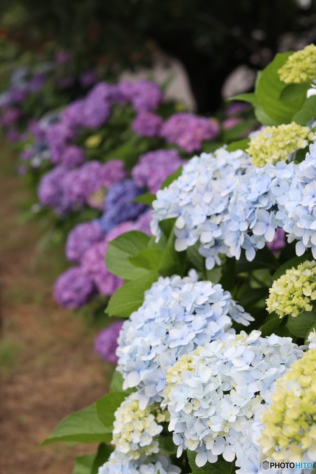 紫陽花