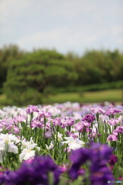 花菖蒲