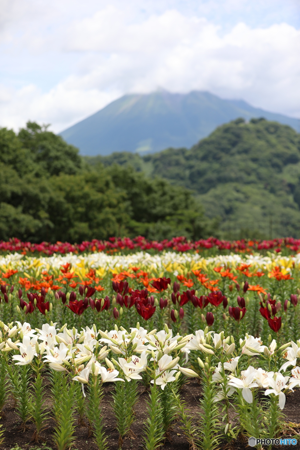 ゆり畑と大山